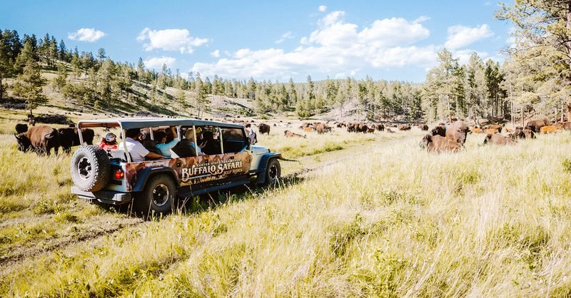 Buffalo Safari Jeep Tours Reviews: Unforgettable Wildlife Adventures