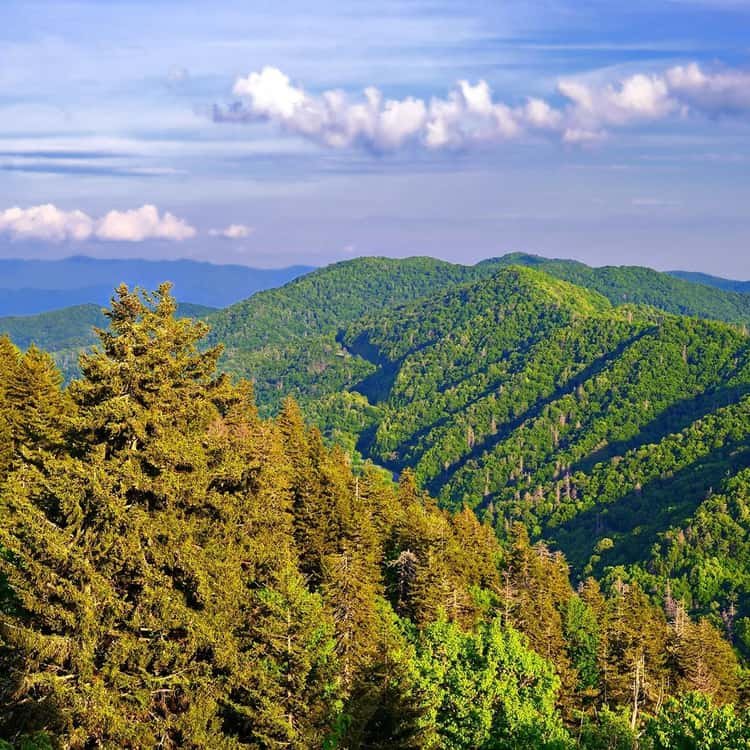 Smoky Mountain Jeep Tours Reviews Smoky Mountain Jeep Tours Reviews: Honest Insights & Top Tips