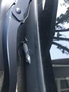 Does Every Jeep Wrangler Have a Hidden Animal? Unveiling the Mystery