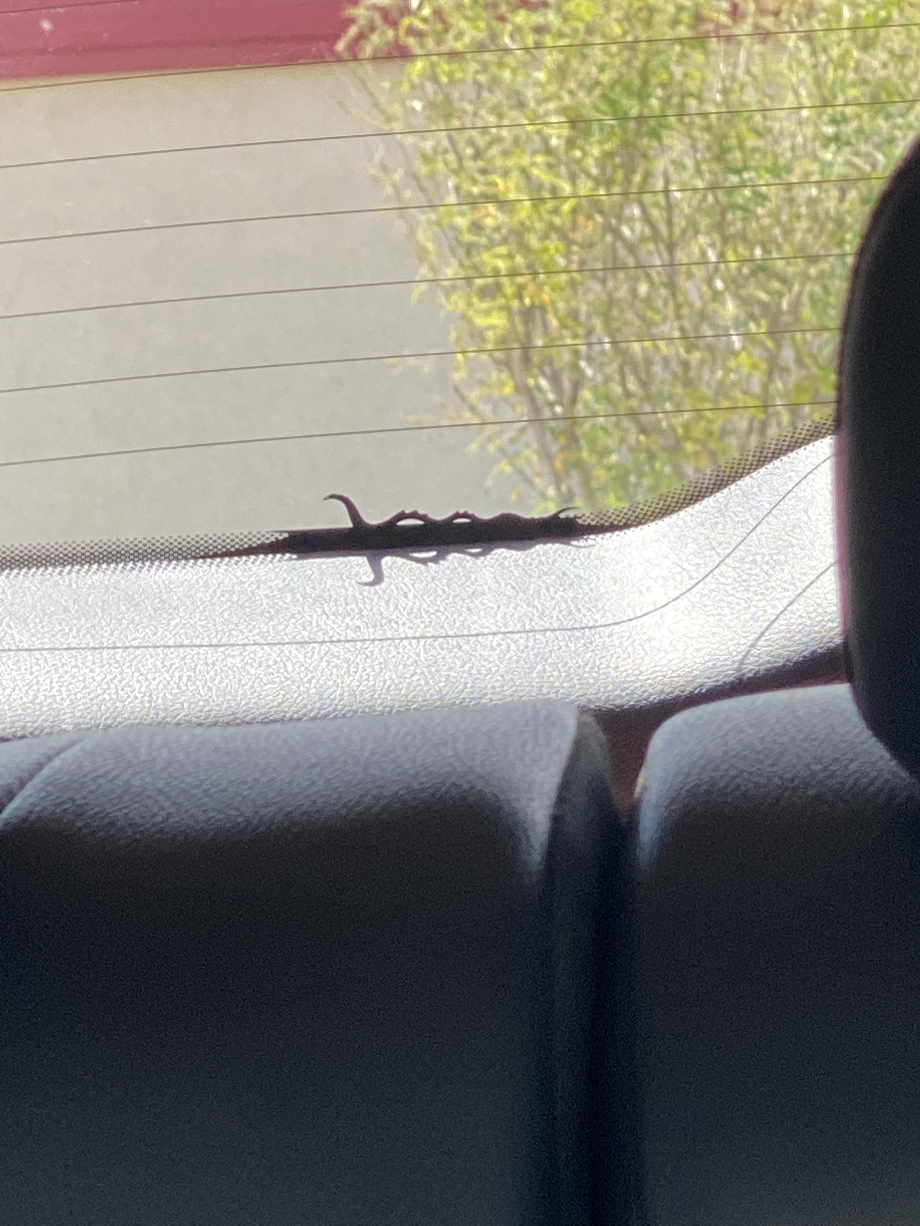 Is There A Lizard On Every Jeep? The Surprising Truth Revealed