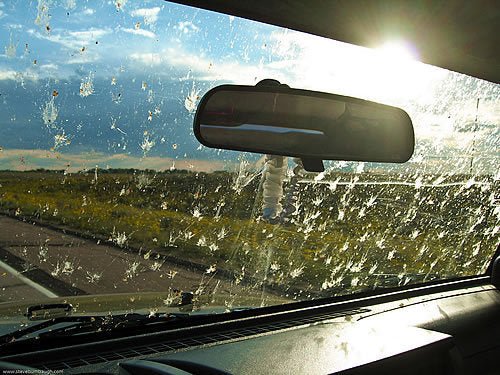 How To Clean Bugs Off A Windshield: Quick and Easy Methods How To Clean Bugs Off A Windshield: Quick and Easy Methods