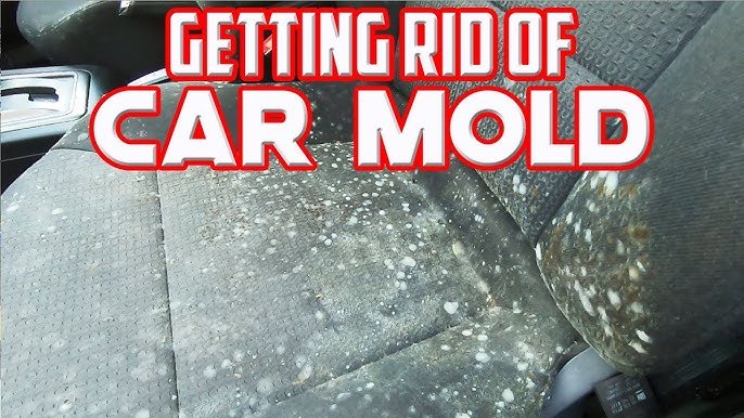 How To Clean Mold Out Of A Car: Step-By-Step Guide