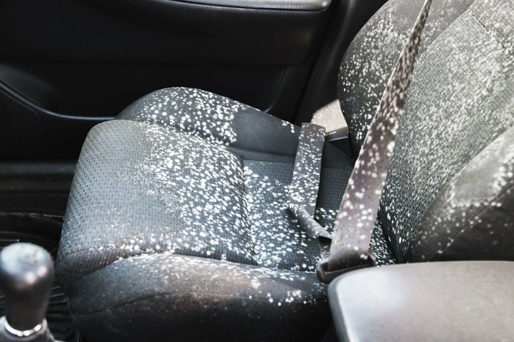How To Clean Mold Out Of A Car: Step-By-Step Guide