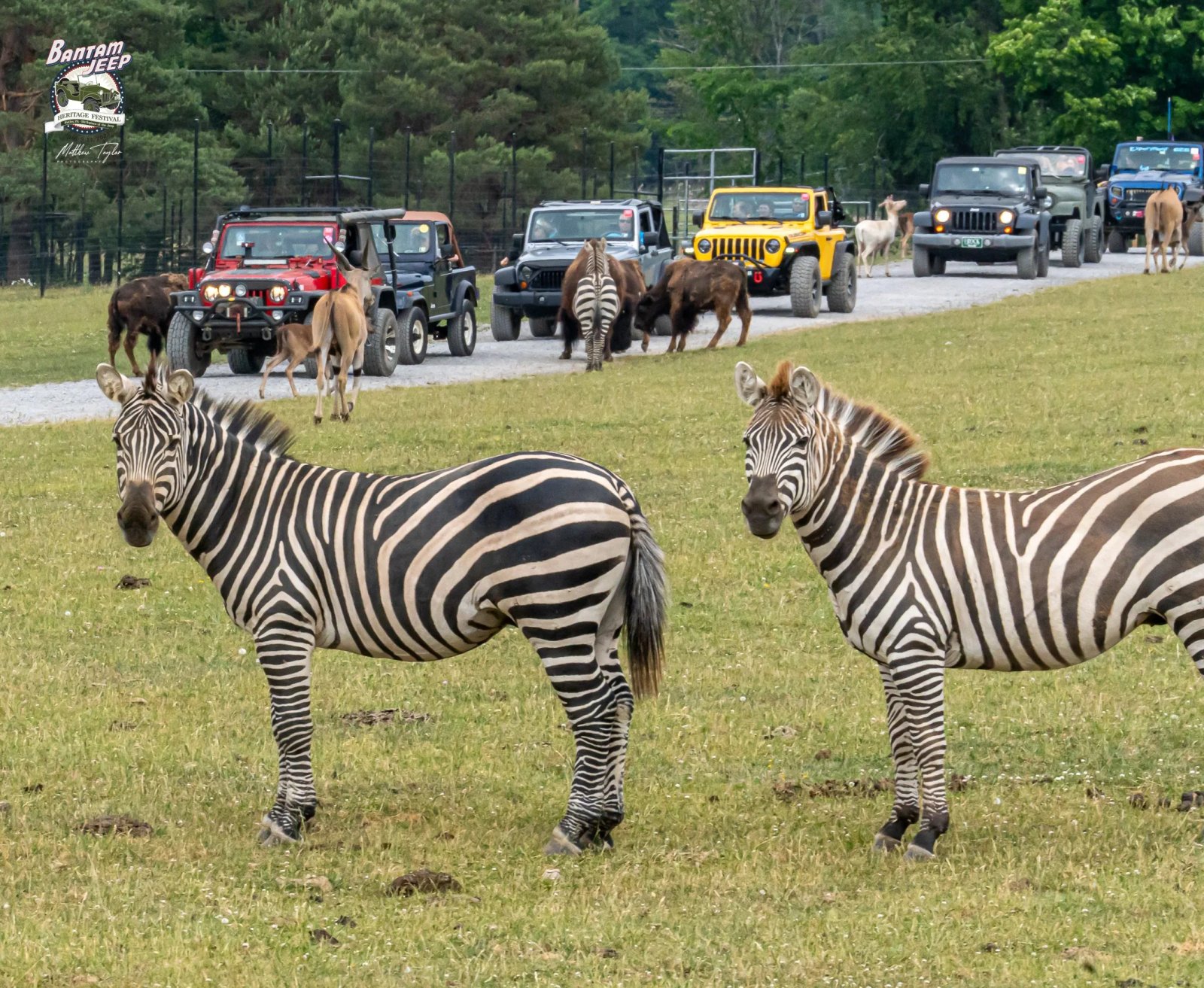 Where Is The Bantam Jeep Festival? Discover the Exciting Location