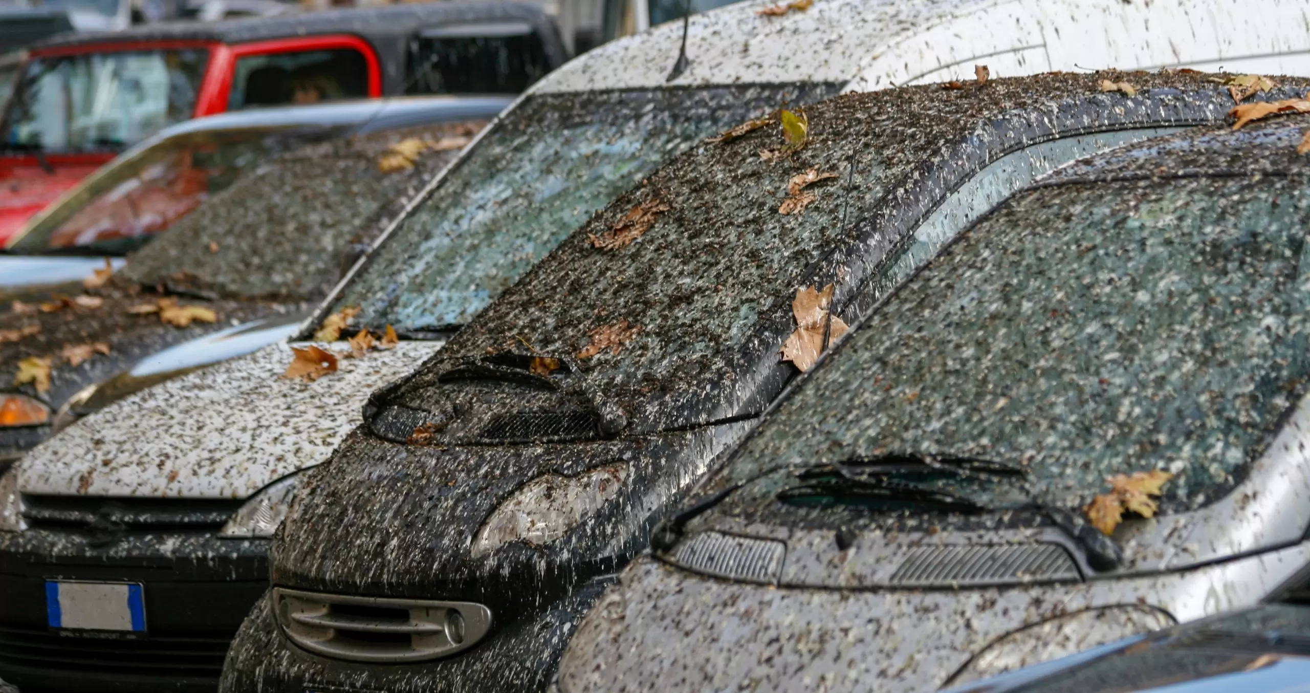 How To Clean Bird Poop Off Windshield: Quick and Easy Solutions How To Clean Bird Poop Off Windshield: Quick and Easy Solutions