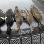 Can You Duck a Jeep Grand Cherokee? Fun Guide to Jeep Ducking